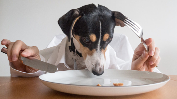 petpalsusa