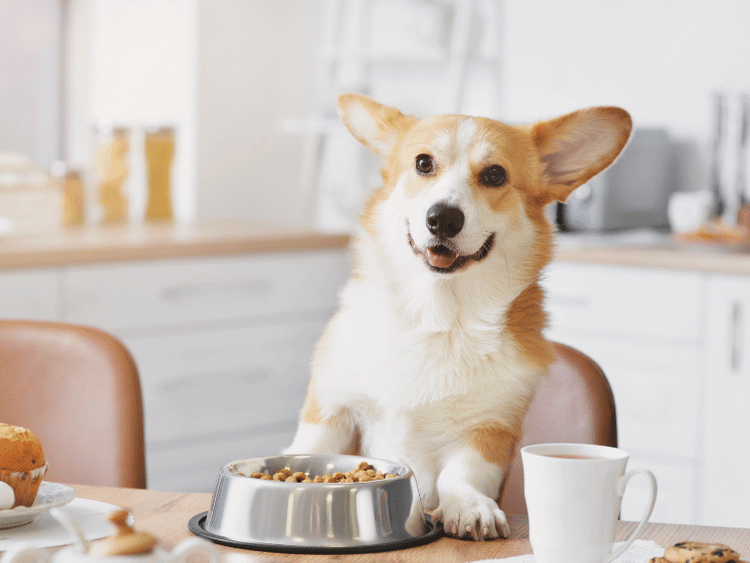 petpalsusa