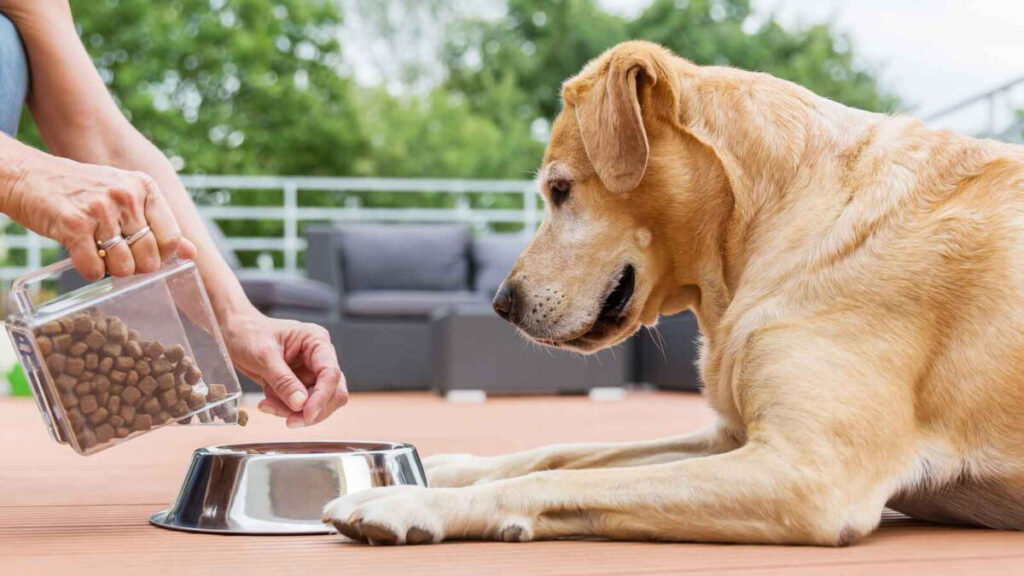 petpalsusa