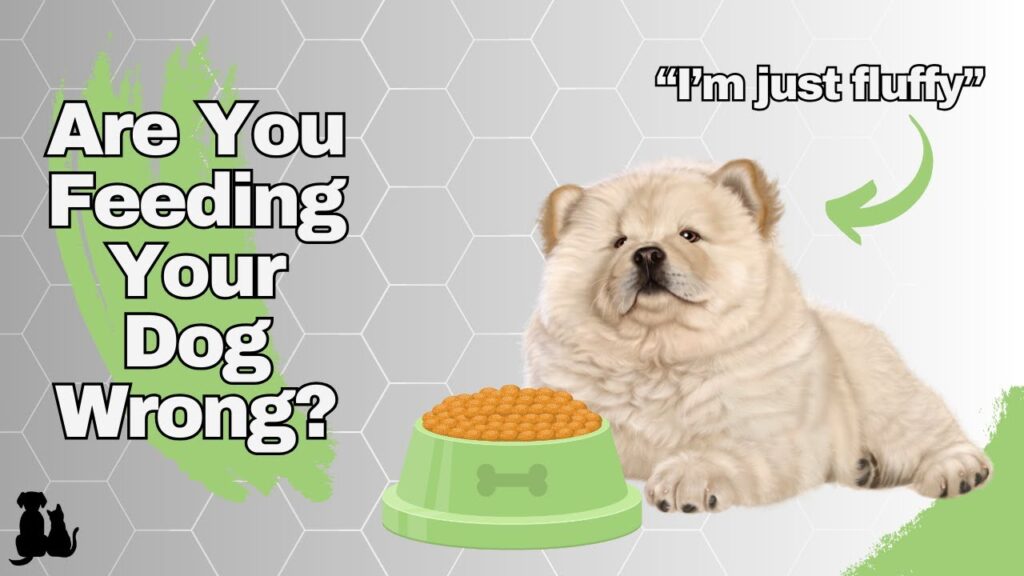 Dog Feeding Mistakes