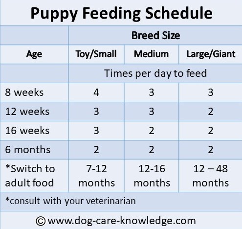 Puppy feeding schedule