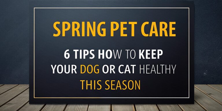 Spring Pet Care 6 Tips: How to Keep Your Dog or Cat Healthy This Season